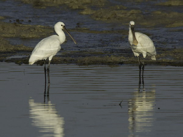 Kapustahaikara, Eurasian Spoonbill, Platalea leucorodia